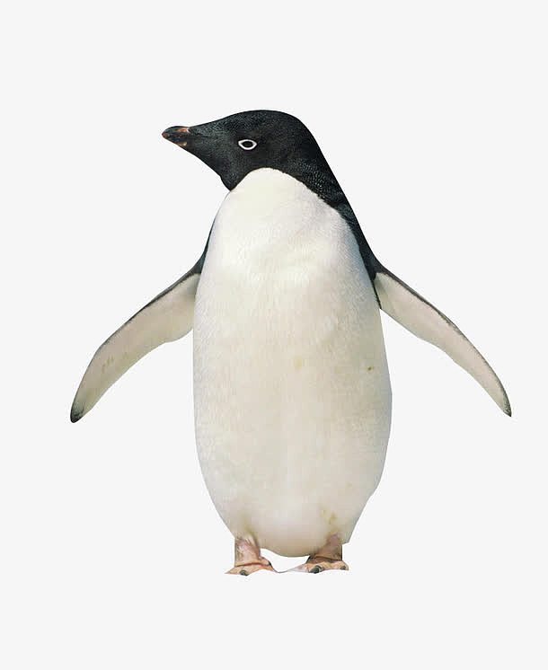 站立的企鹅