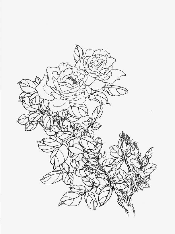 关键词 : 月季,花卉线稿,白描[声明] 觅元素所有素材为用户免费分享