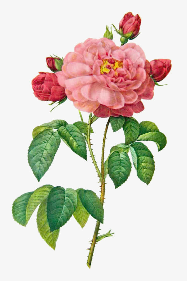 月季素材免费下载_觅元素