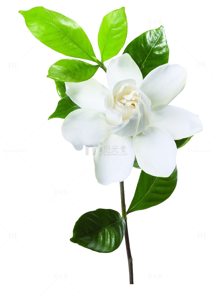 植物小清新树叶白花