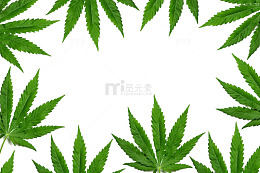 大麻叶子边框