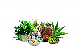绿色植物花园盆栽