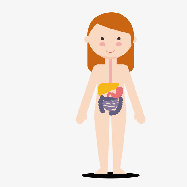 矢量女孩肠胃