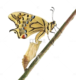 蝴蝶蜕变