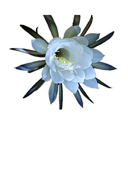 安静的昙花