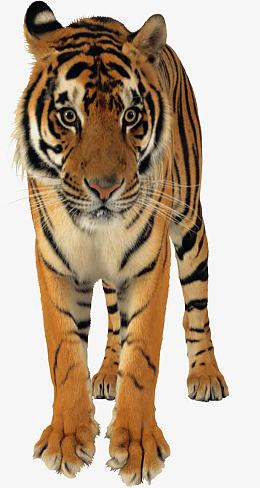 瞪大眼睛的猛虎