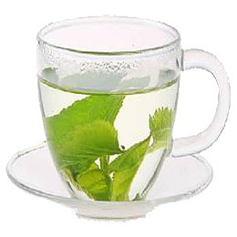 桑叶茶泡制