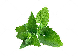 绿油油的香蜂草