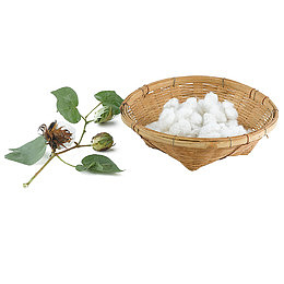 框子里的棉花