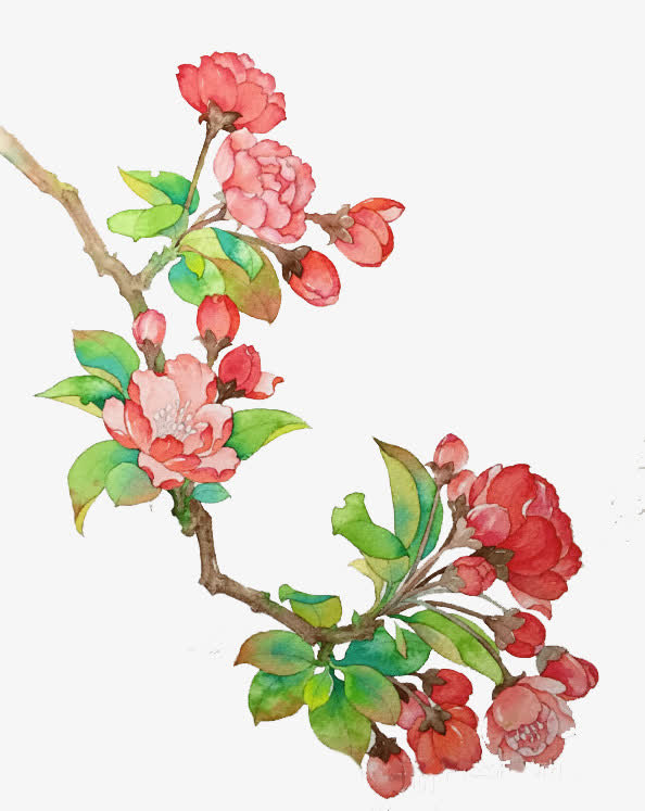 海棠枝手绘免抠素材免费下载_觅元素51yuansu.com