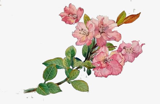 卡通黄土地土地公手绘土地觅元素为您精心挑选了17张内容丰富海棠树