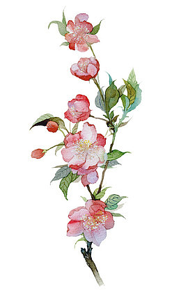 手绘海棠花