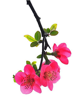粉色海棠树枝