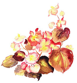 红色海棠花