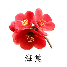 海棠