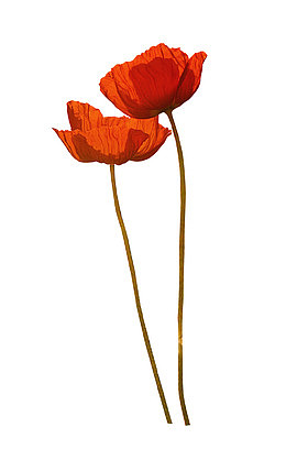 铁海棠花枝