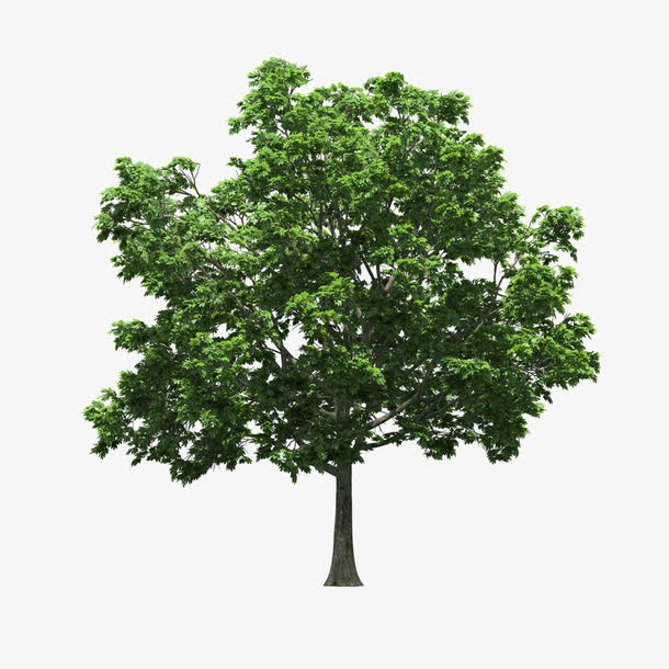 景观前景树免抠素材免费下载_觅元素51yuansu.com