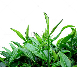 新鲜茶叶
