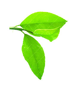 柠檬叶嫩芽图片素材
