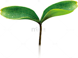 绿色的小草嫩芽