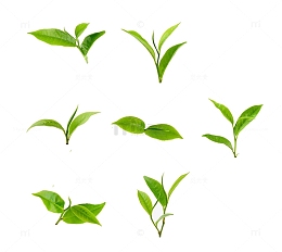 树苗小嫩芽