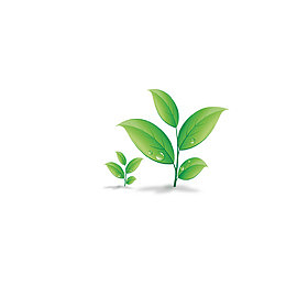 唯美精美清新树叶植物嫩芽
