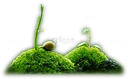 草丛嫩芽