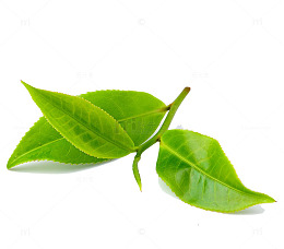 绿色树叶嫩芽装饰图案