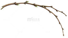发芽的树枝