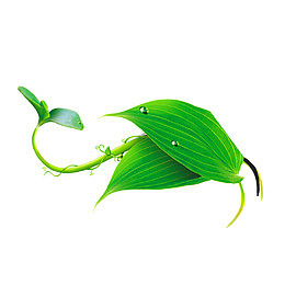 手绘质感树叶素材