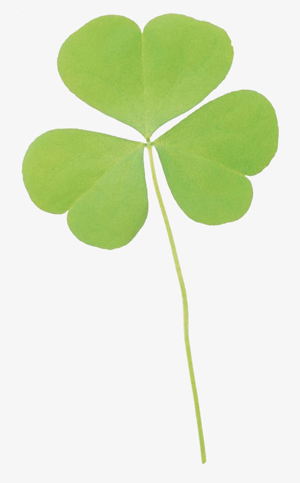 关键词 : 三叶草叶子,生物,植物,自然,树