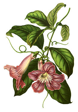 牵牛花