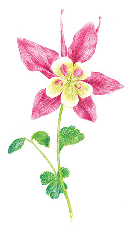 朱顶红花图片素材