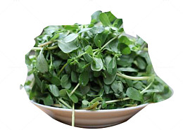 马齿笕凉菜