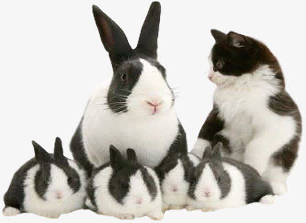 兔子一家和猫咪