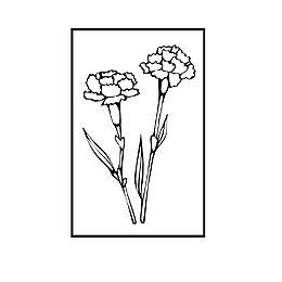 长方形边框里的两朵花