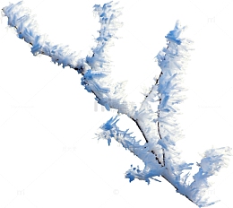 冰霜树枝