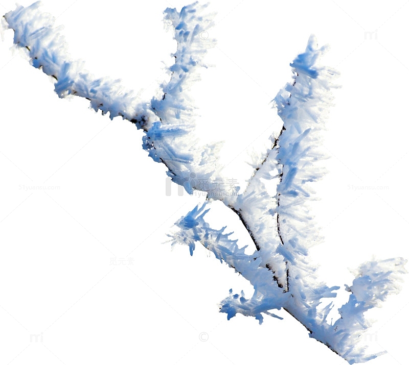 冰霜树枝
