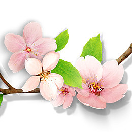 装饰杏花素材