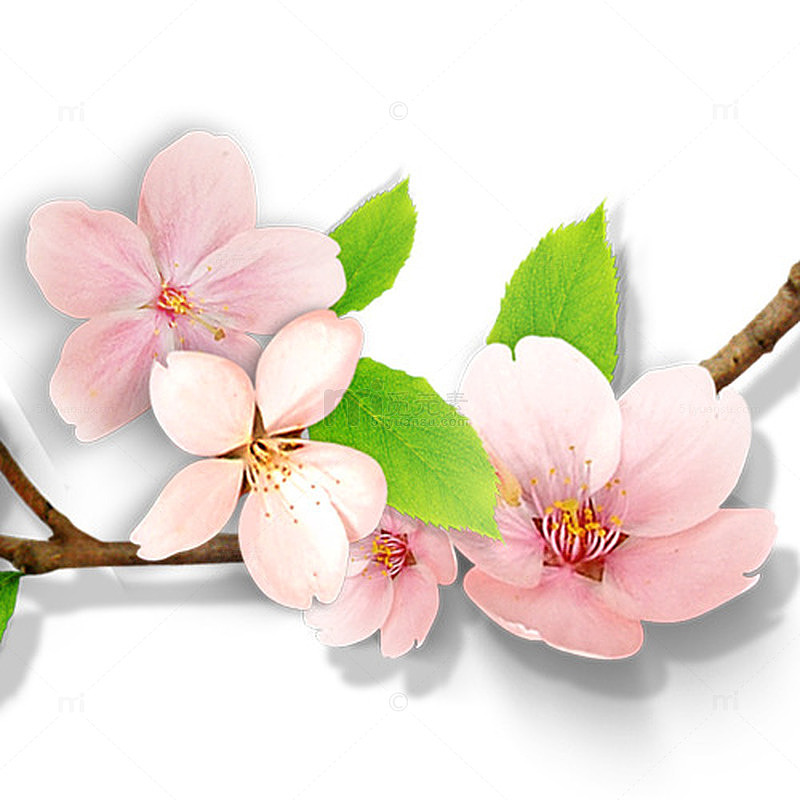 装饰杏花素材
