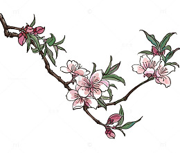 手绘花朵