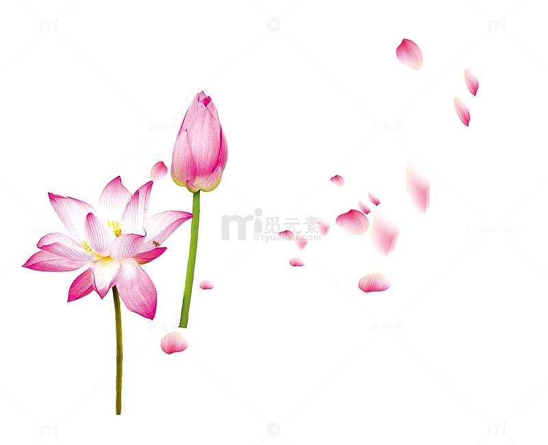 粉色荷花花瓣飘落装饰图案