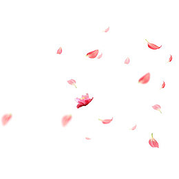 飘落的花瓣