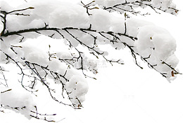 雪落枝头