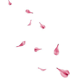 花瓣