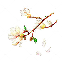 手绘水彩花枝