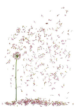 飘落的花朵
