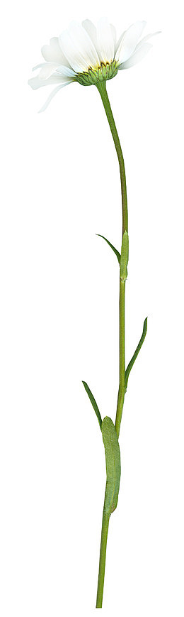 ps花草素材卡通