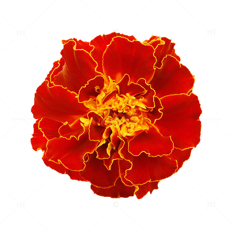 鲜花矢量素材鲜花花卉 红色鲜艳