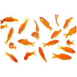 金鱼素材